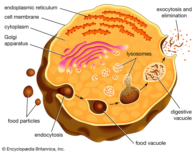 Why Are Lysosomes Known as the Suicidal Bags of Cells?